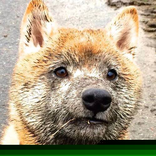 乡村骑行寻宝赛，绿色生态与趣味结合，乡村骑自行车图片大全