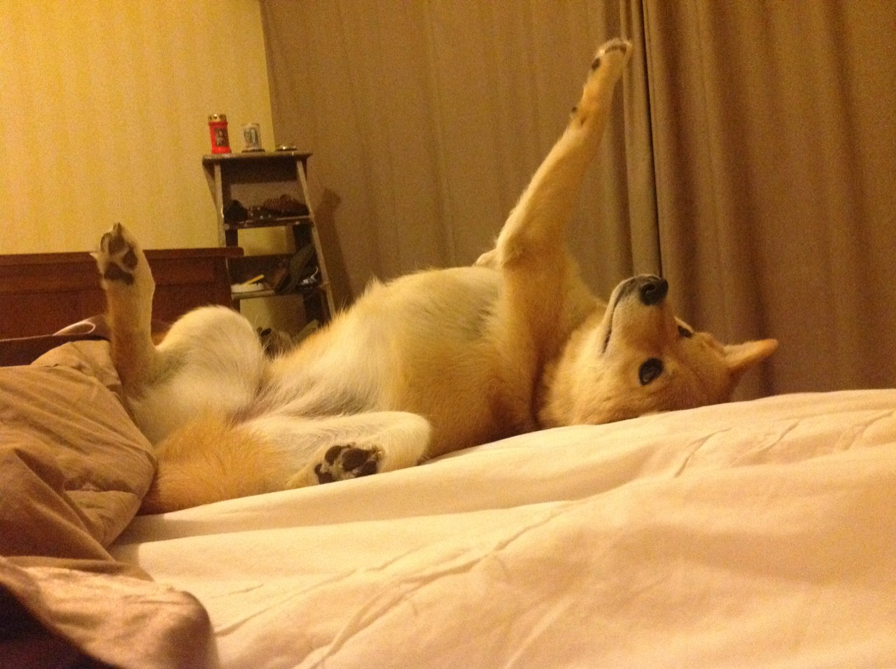 台球比赛中的裁判职责与公平性，台球裁判员知识