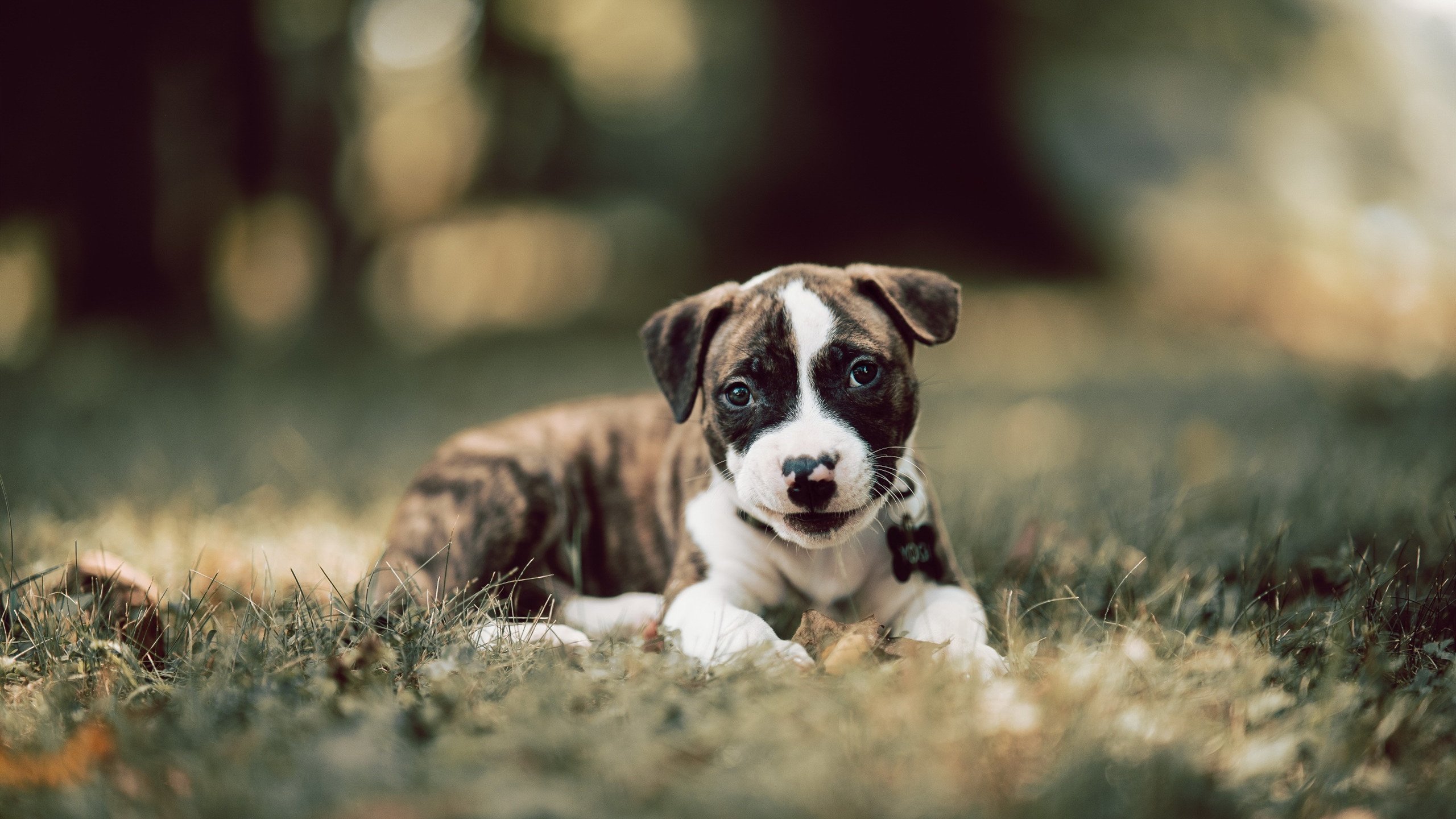 常规赛终点站：球队季后赛席位的最后争夺战，常规赛和季后赛是什么意思